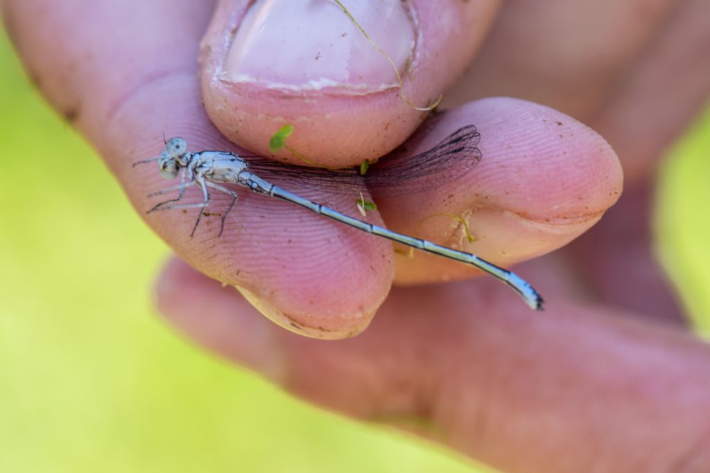 Coenagrion...???...Coenagrion mercuriale !